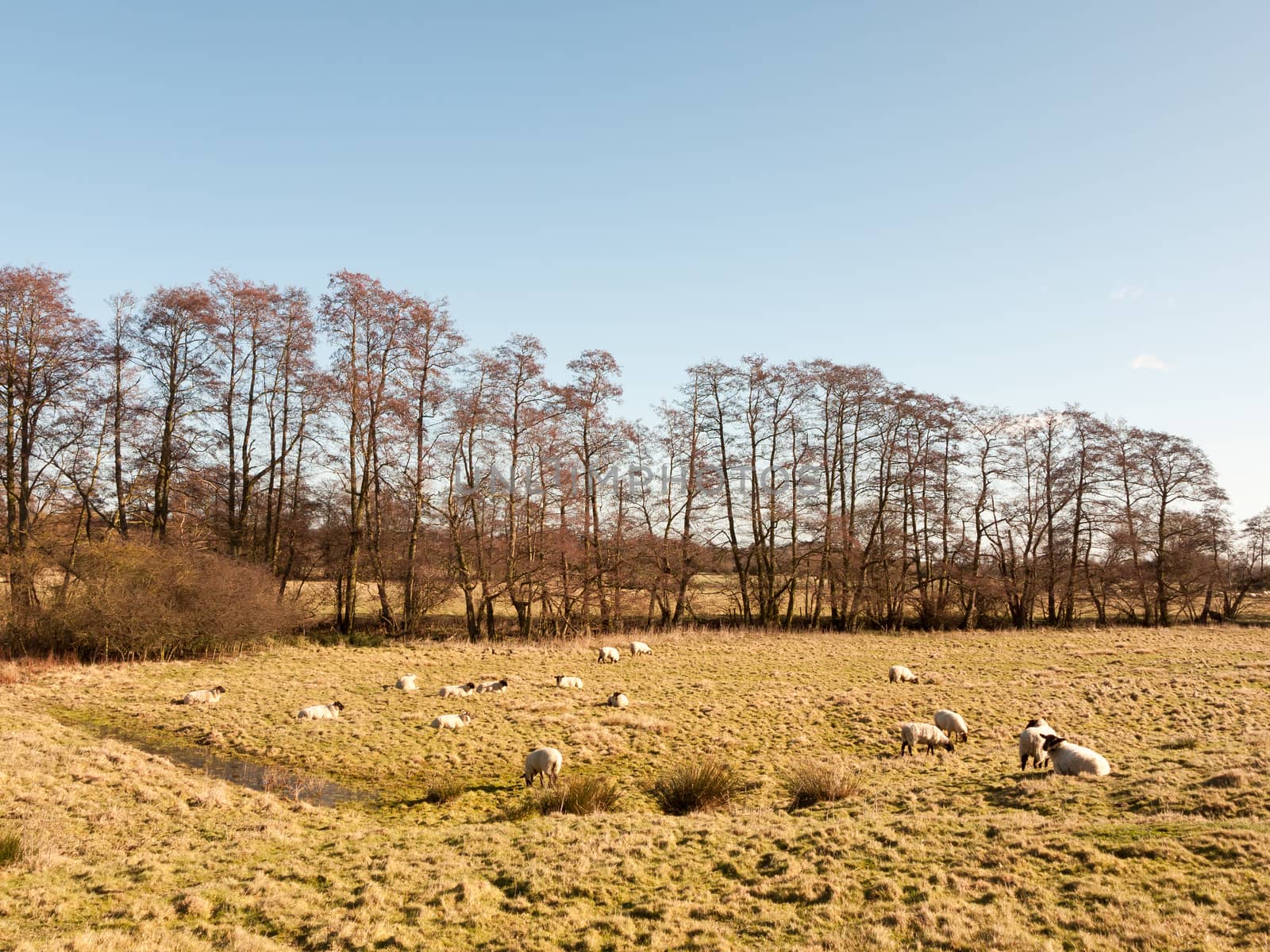 many farmland sheep grazing resting in grass field row of trees; essex; england; uk