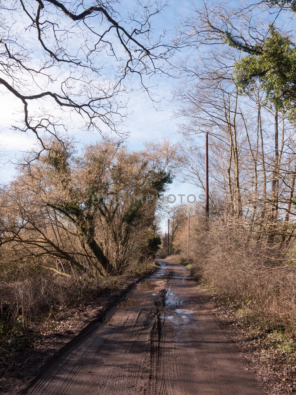 muddy path through countryside spring farm land tracks trees; essex; england; uk