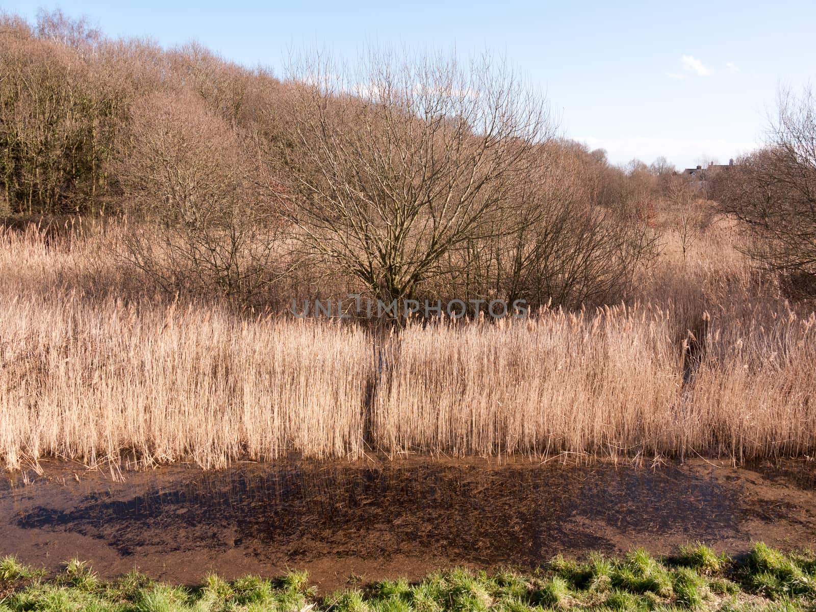 close up view of reeds outside growing in marshland nature reserve; essex; england; uk