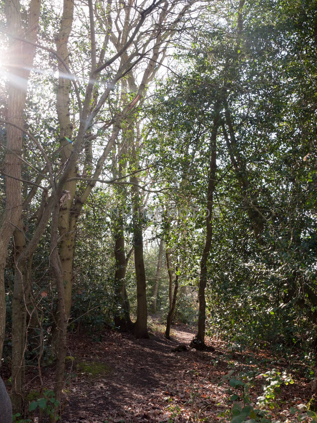 inside forest sunny beam trees green path woodland nature; essex; england; uk