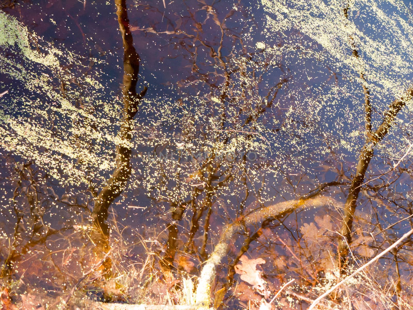 close up texture of water surface algae stream reflected tree branches; essex; england; uk