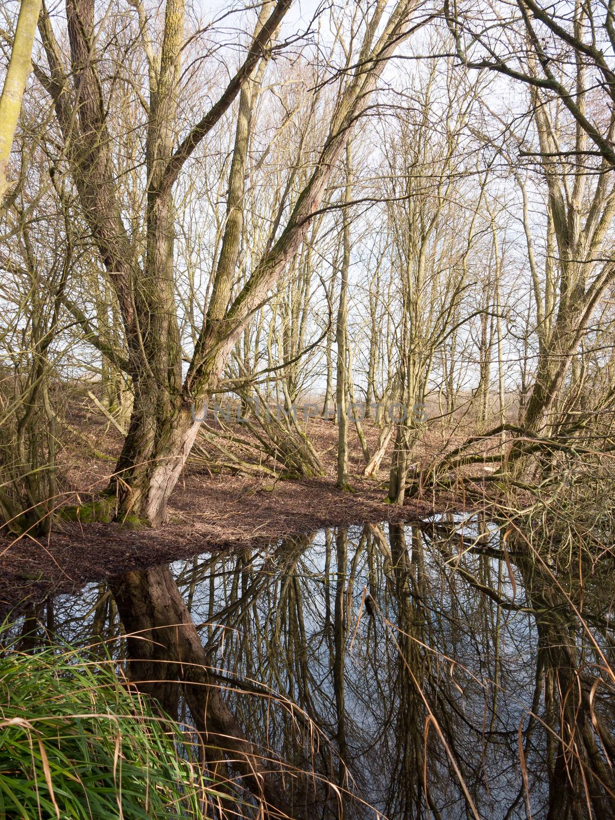 nature scene outside winter bare trees reflection in pool of water; essex; england; uk