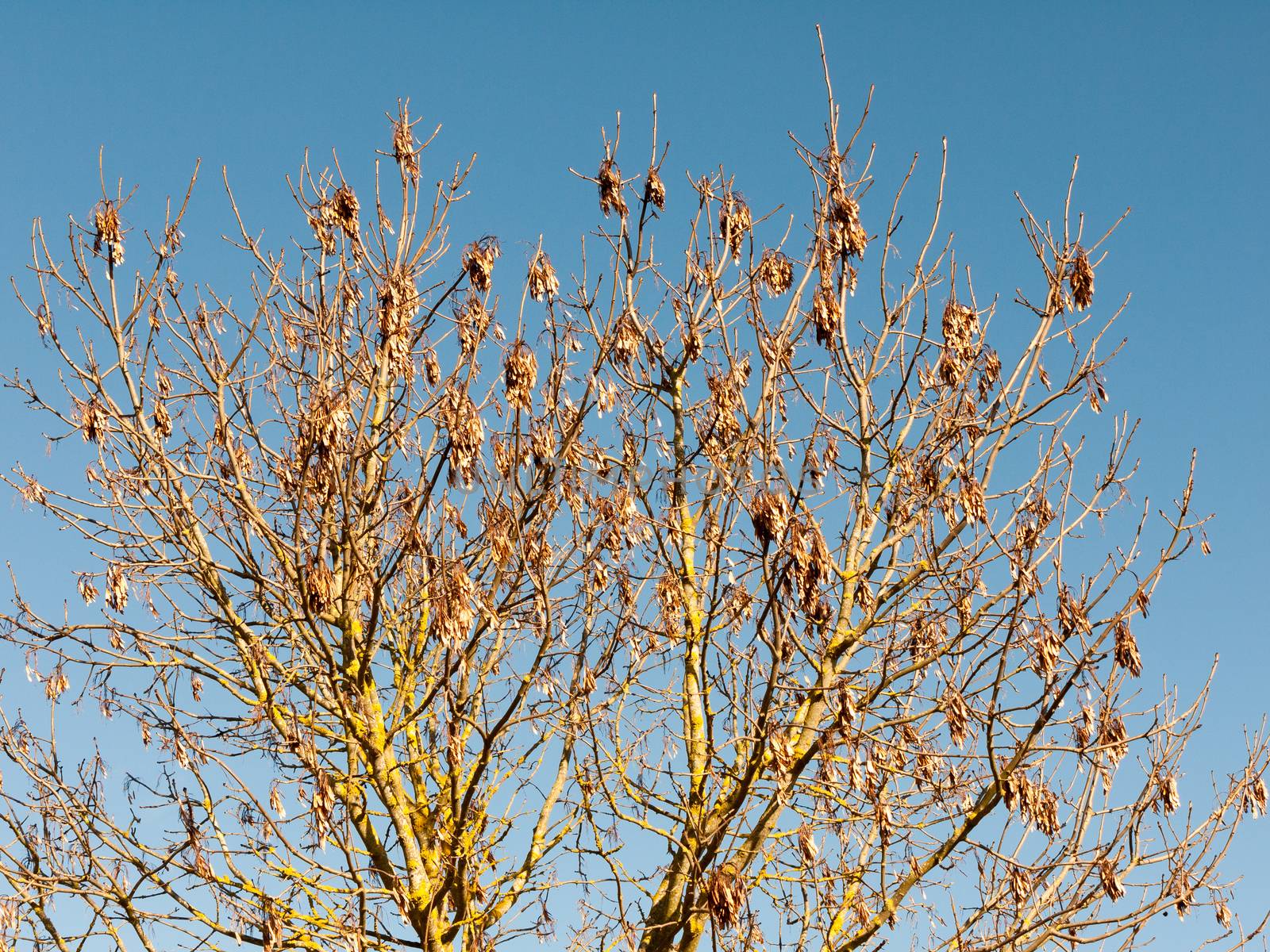 close up of dead leaves on tree in blue sky background; essex; england; uk