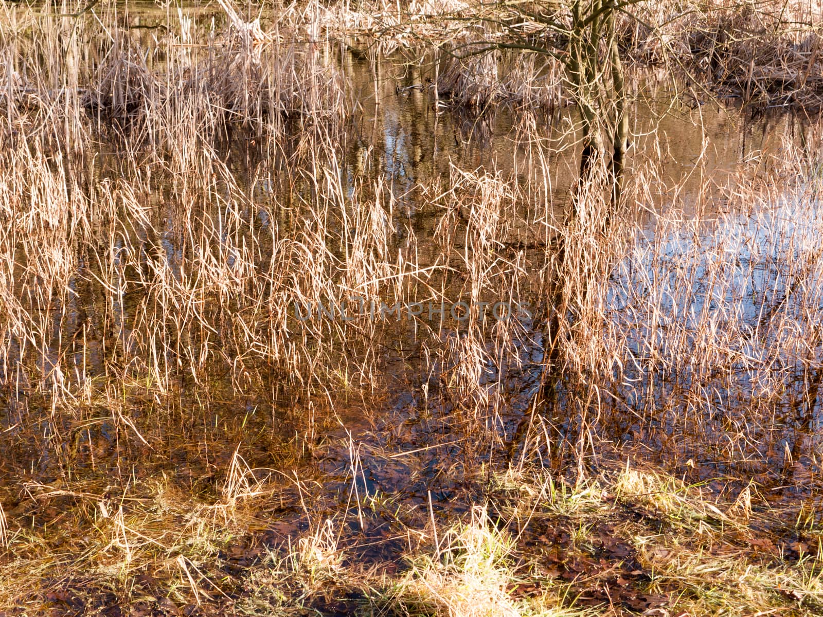 close up of golden grass reeds growing in pool of water; essex; england; uk