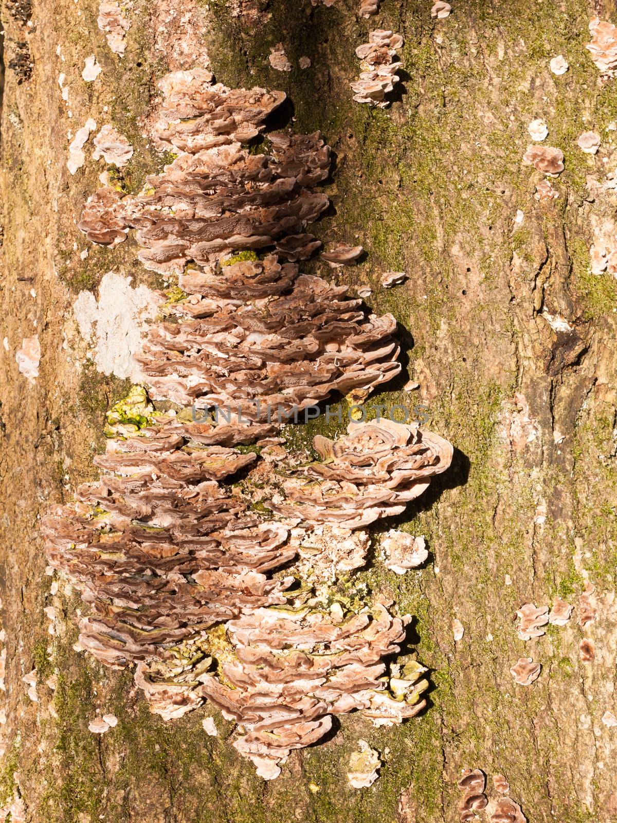 growing platelet fungus on side of tree bark stump close up forest; essex; england; uk