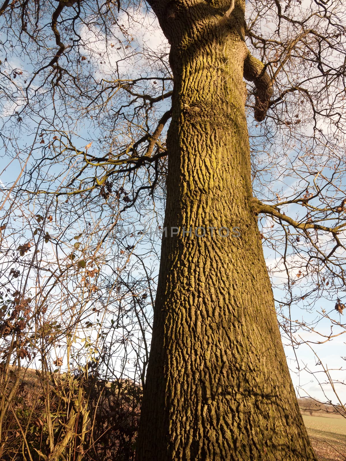 large view of rising bark of tree trunk in view tall; essex; england; uk