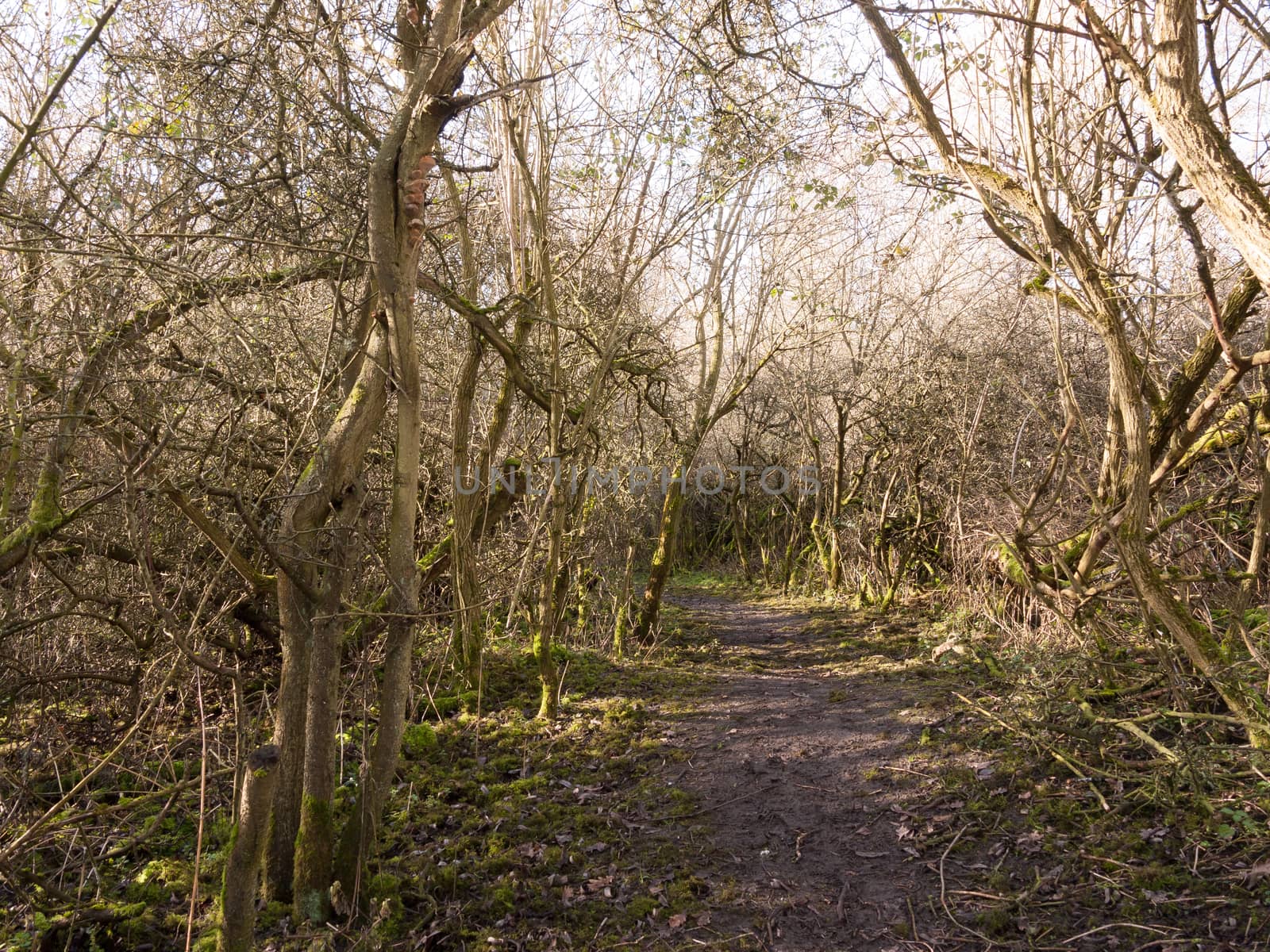 light piercing through holloway of branches country track path by callumrc