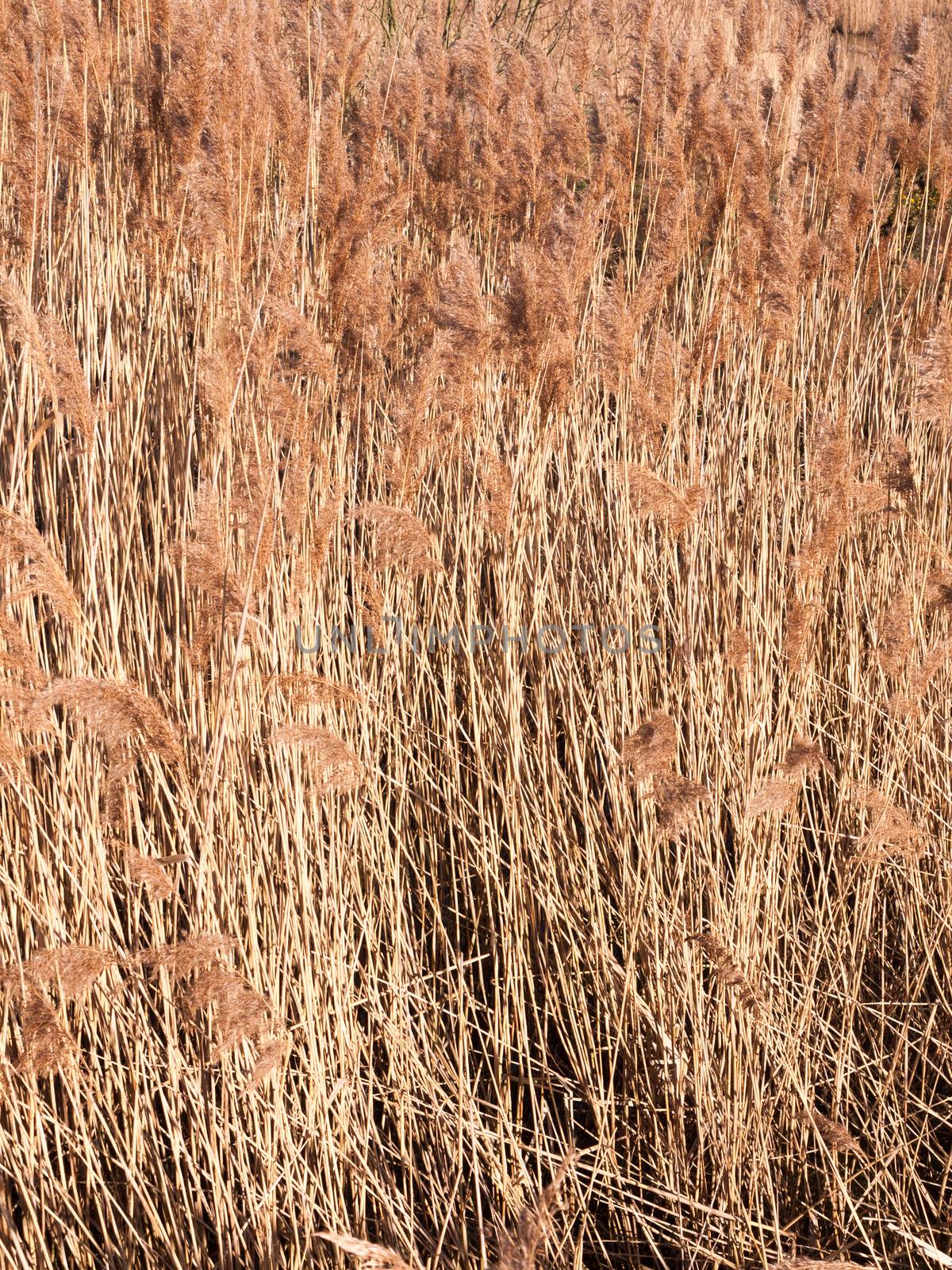 background of golden grass reeds plant nature wallpaper; essex; england; uk