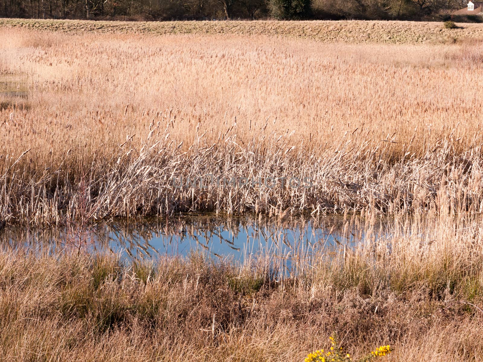 open summer day golden grass land nature reserve lake pond; essex; england; uk reeds