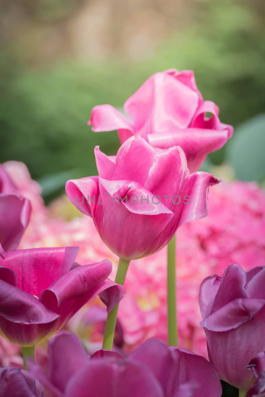 Beautiful bouquet of tulips. colorful tulips. nature background