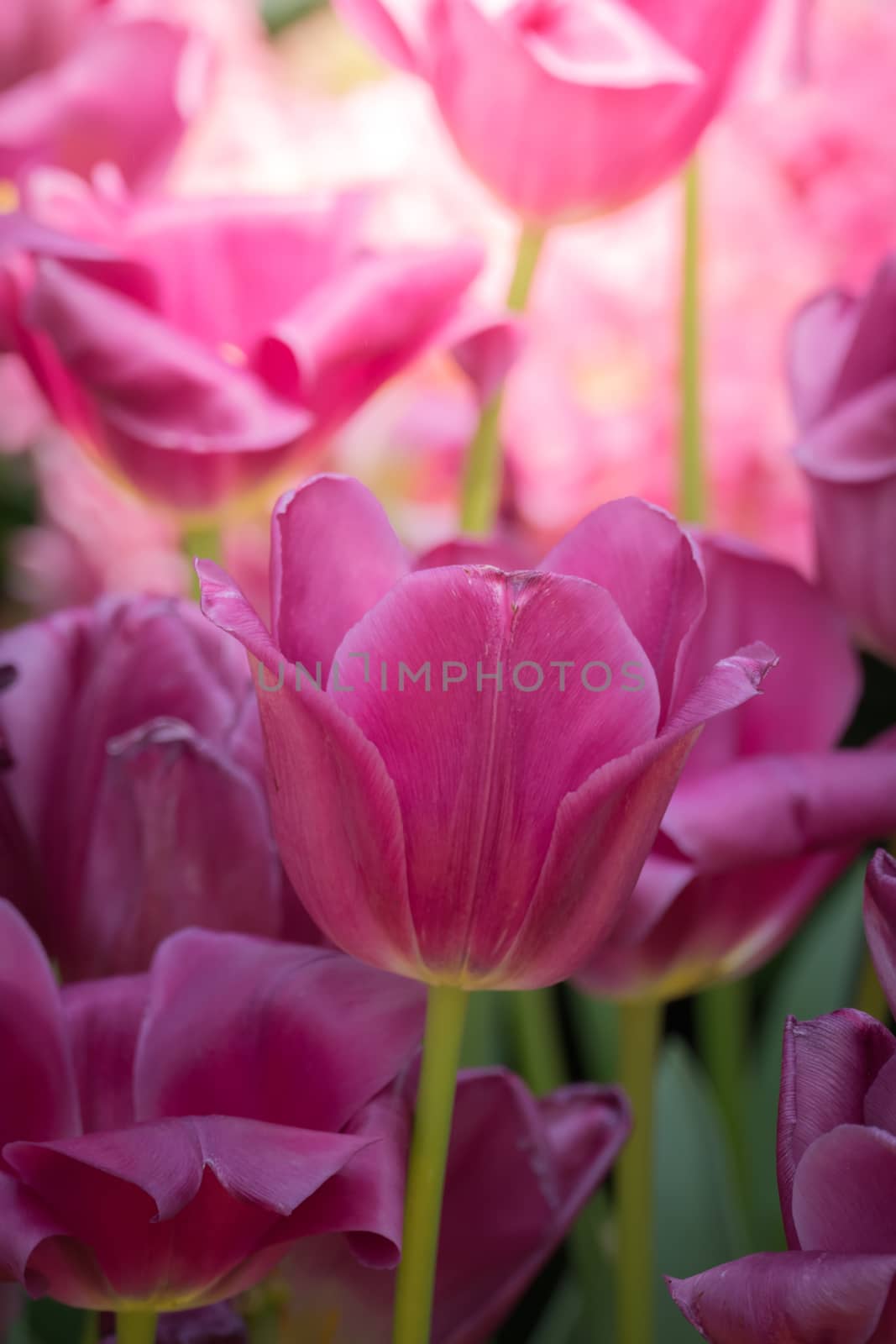 Beautiful bouquet of tulips. colorful tulips. nature background