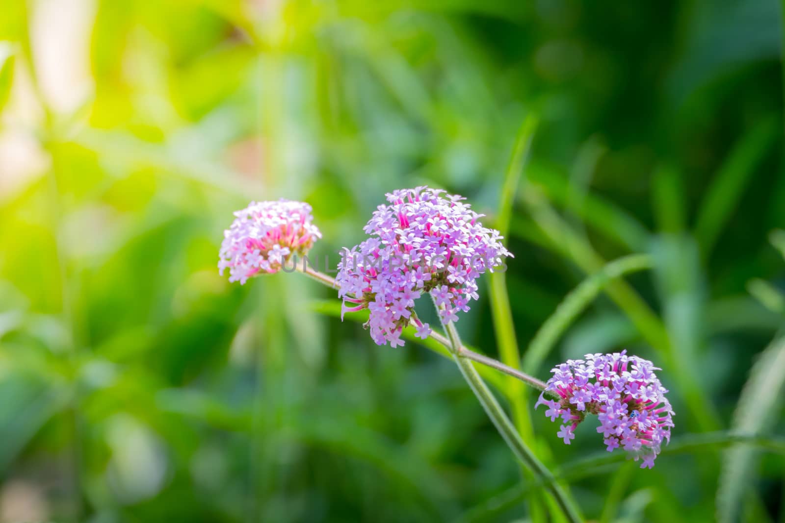 The background image of the colorful flowers by teerawit