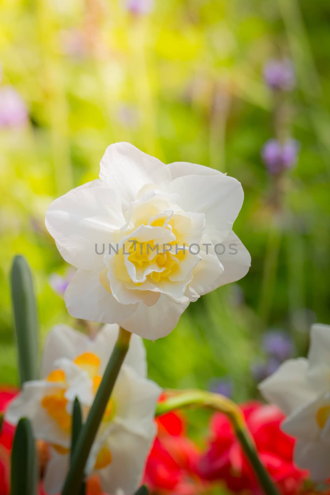 Beautiful bouquet of tulips. colorful tulips. nature background