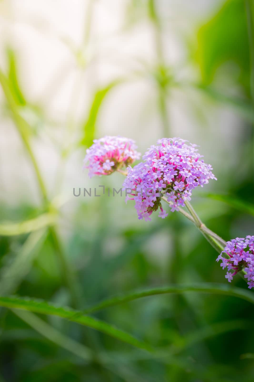 The background image of the colorful flowers by teerawit