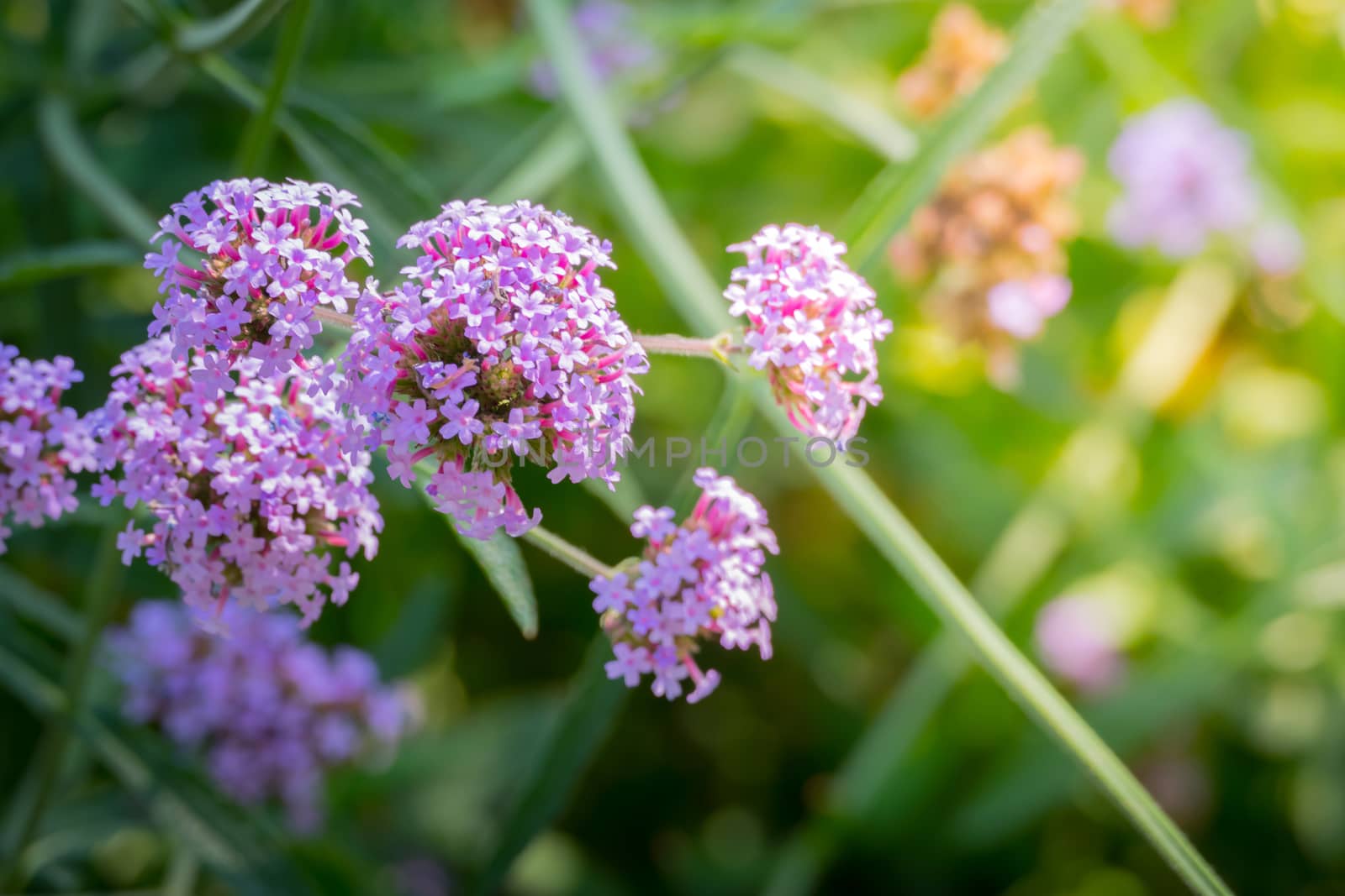 The background image of the colorful flowers, background nature