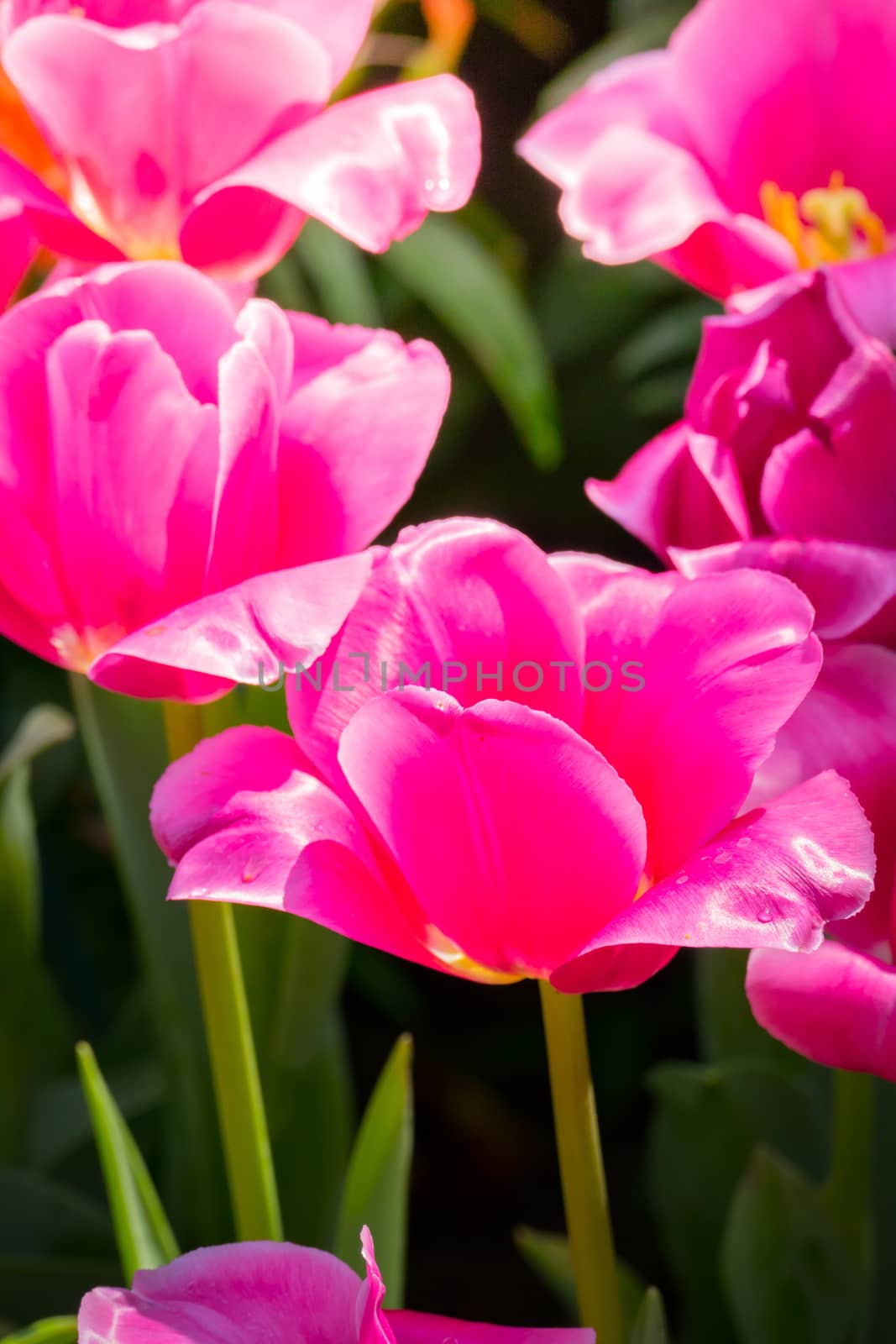 Beautiful bouquet of tulips. colorful tulips. nature background by teerawit