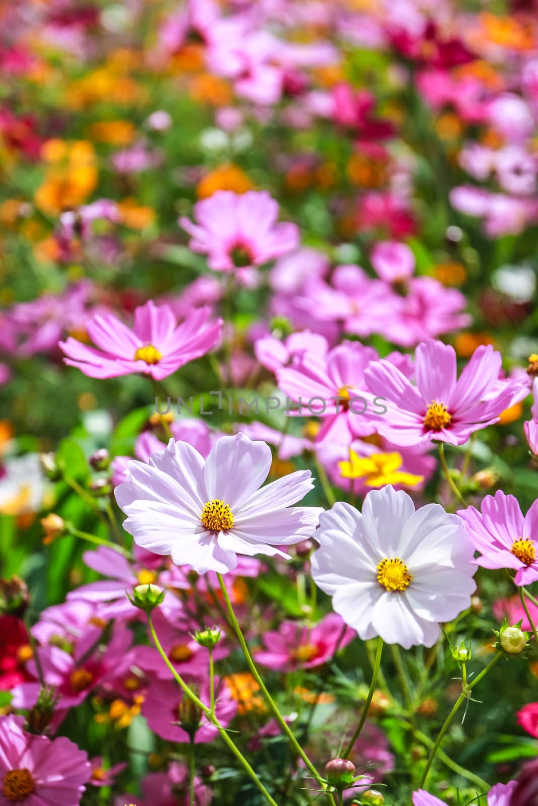 Colorful cosmos flower blooming in the field by simpleBE