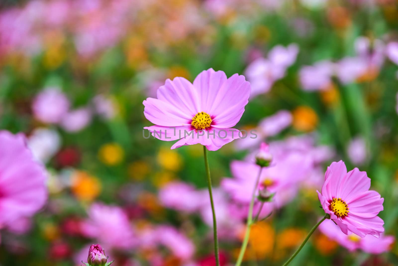 Colorful cosmos flower blooming in the field by simpleBE