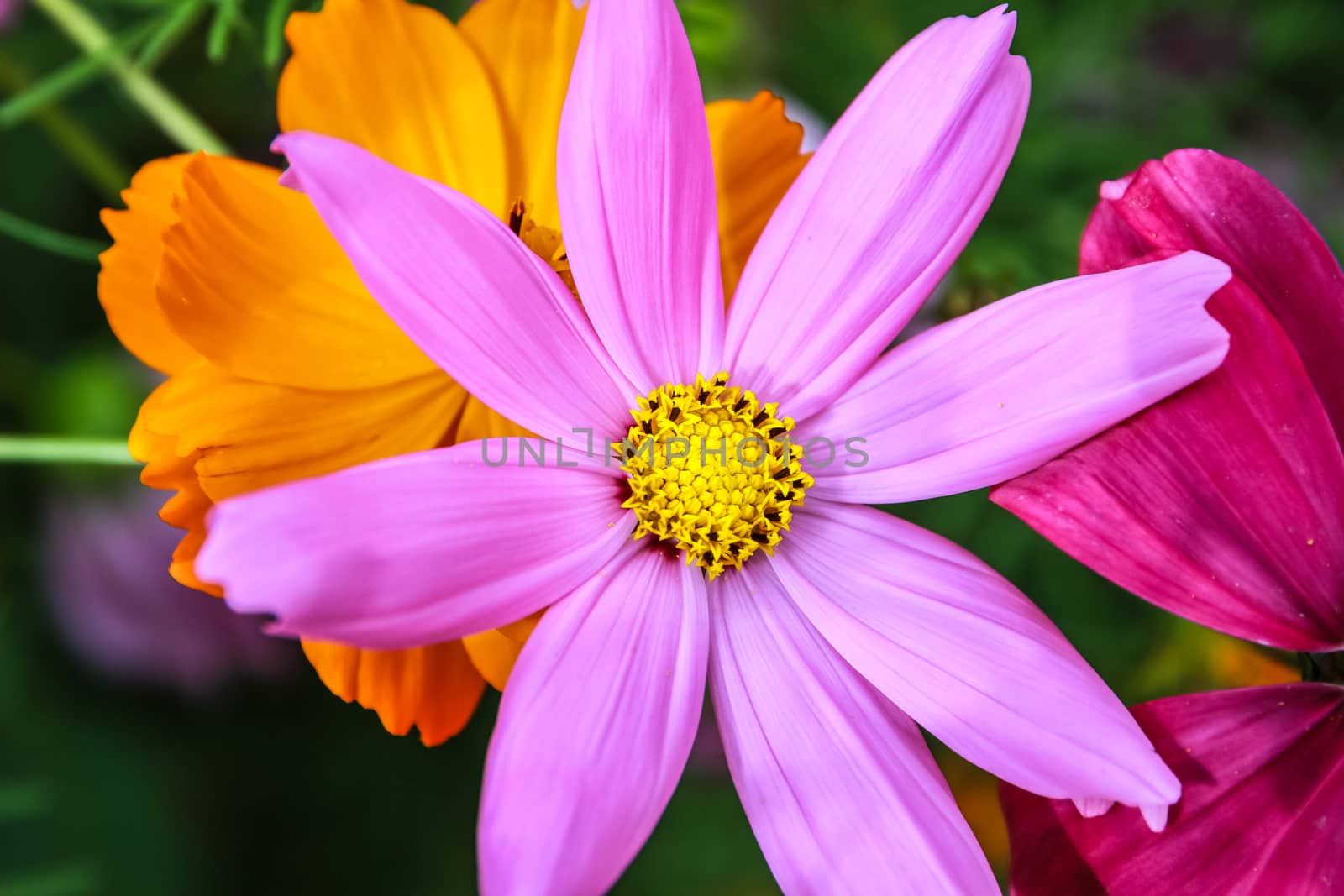 Colorful cosmos flower blooming in the field by simpleBE