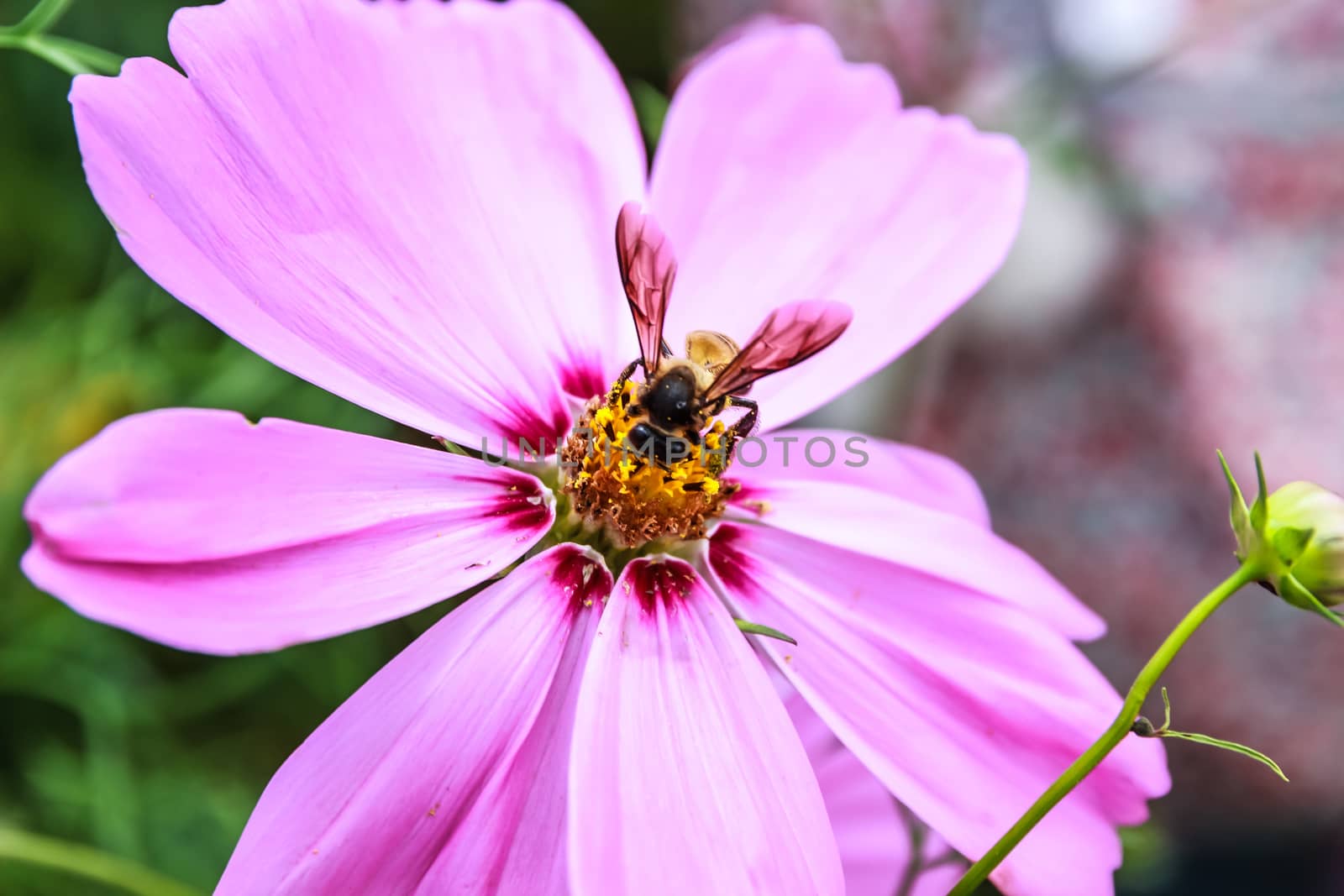 Close up of bee on cosmos flower by simpleBE