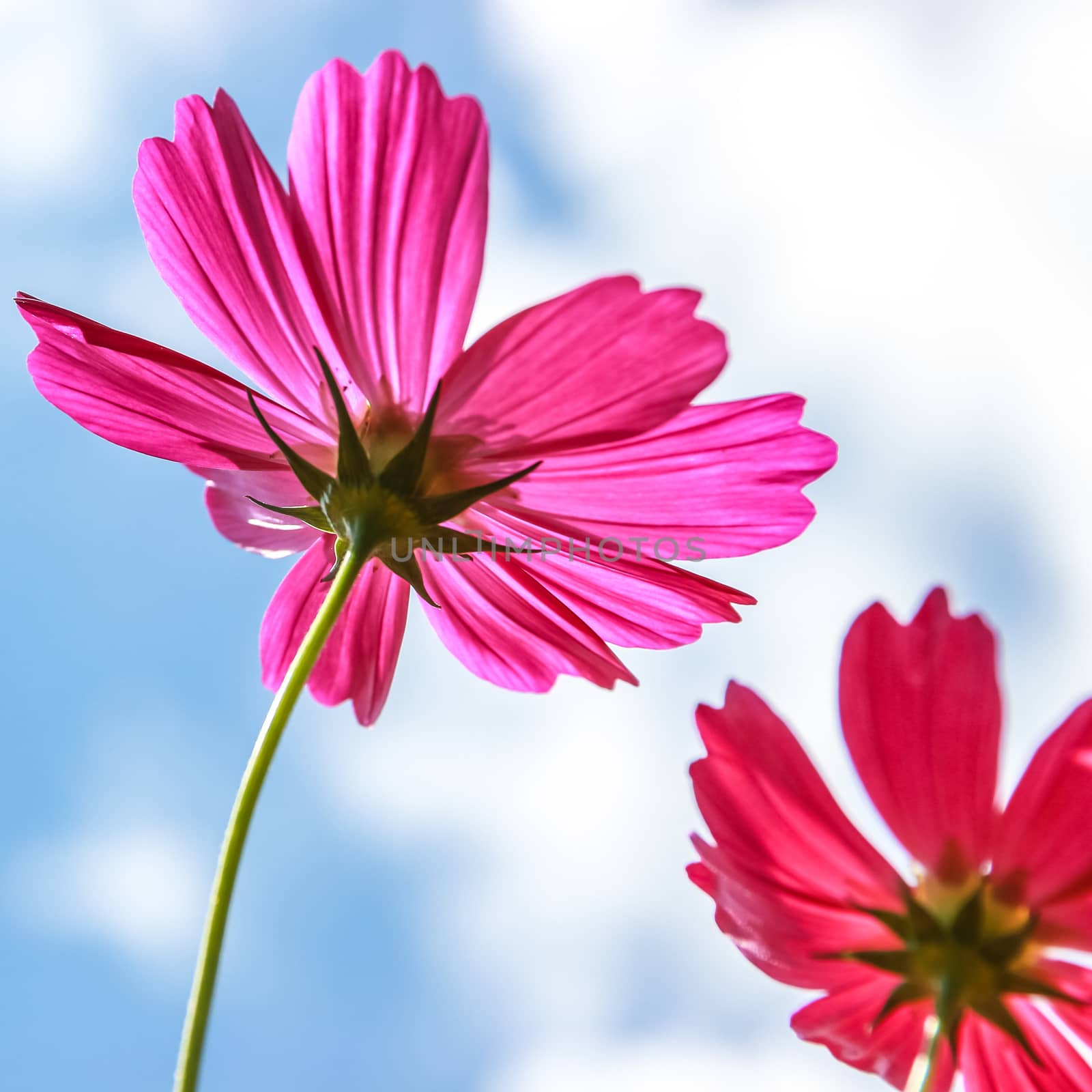 Colorful cosmos flower blooming in the field with blue sky, Soft focus.