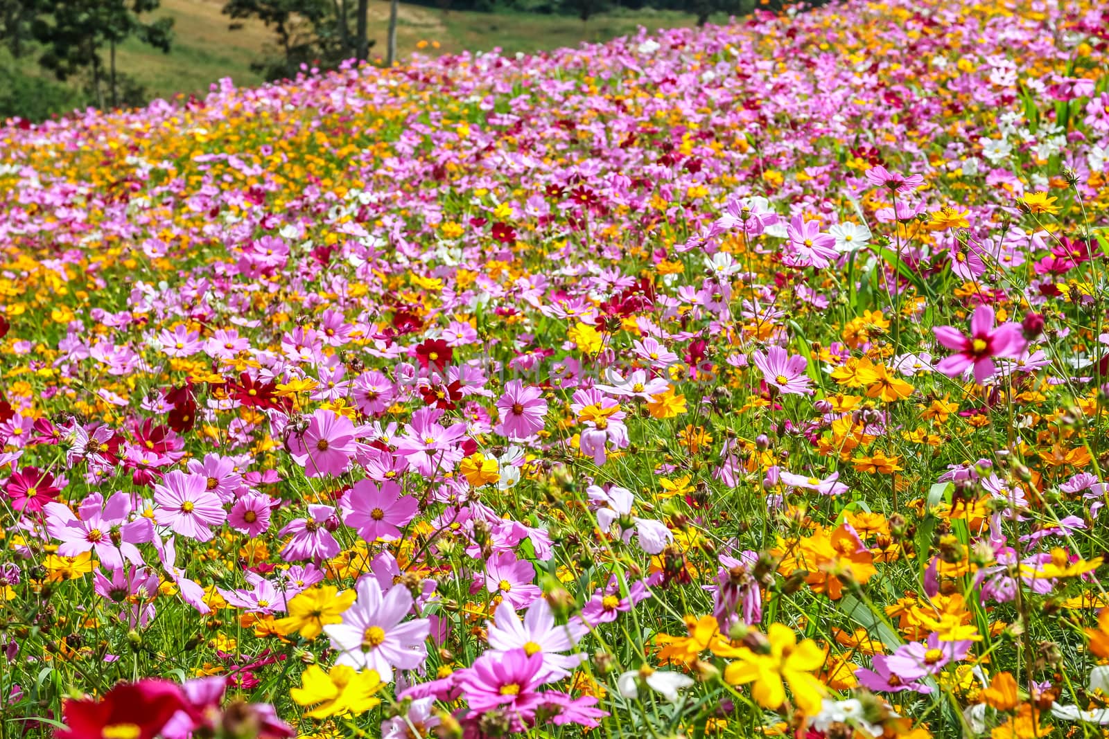 Colorful cosmos flower blooming in the field, Soft focus.