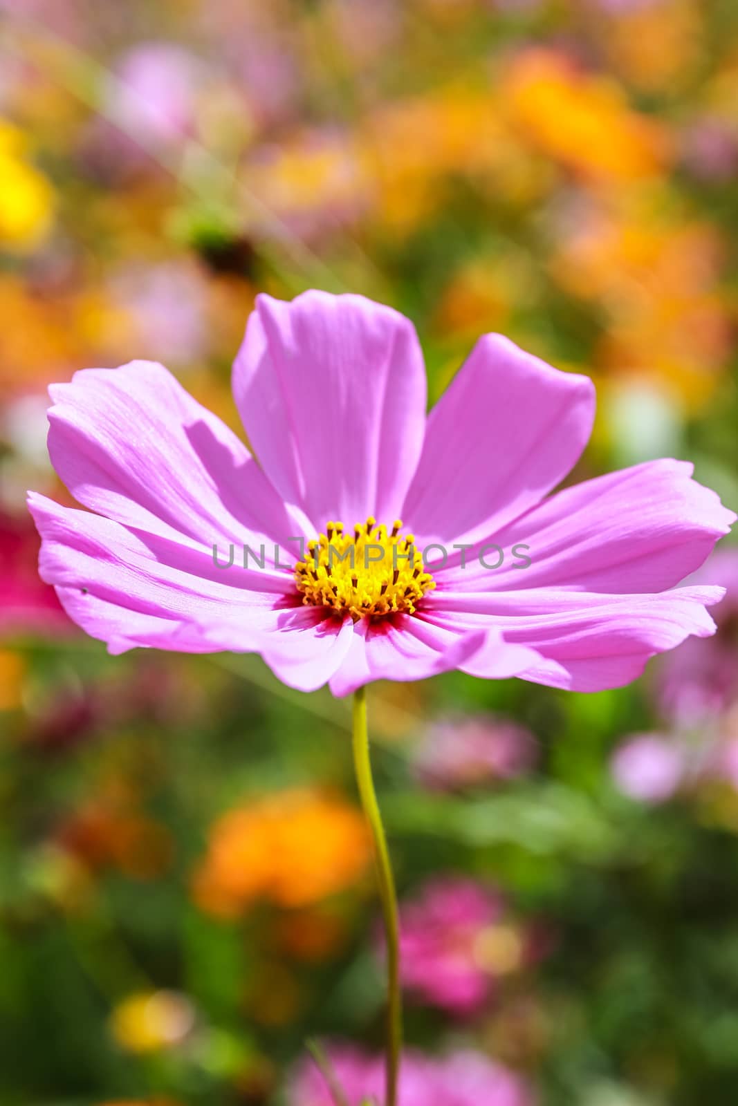 Colorful cosmos flower blooming in the field by simpleBE