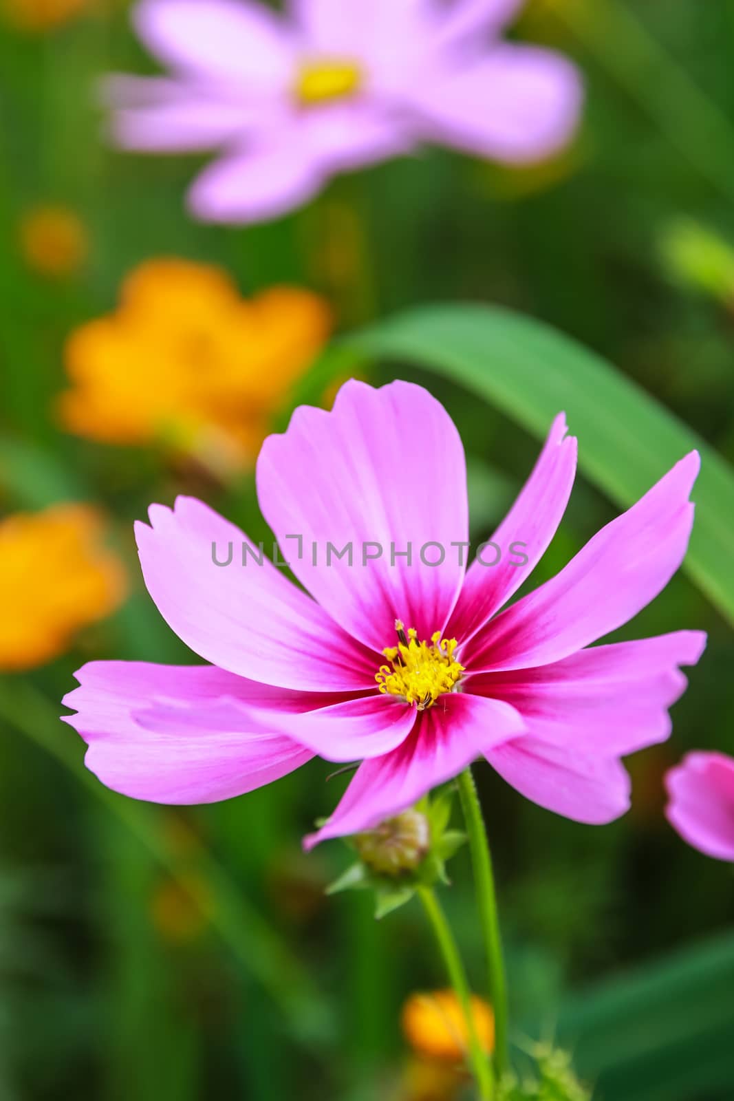 Colorful cosmos flower blooming in the field, Soft focus.