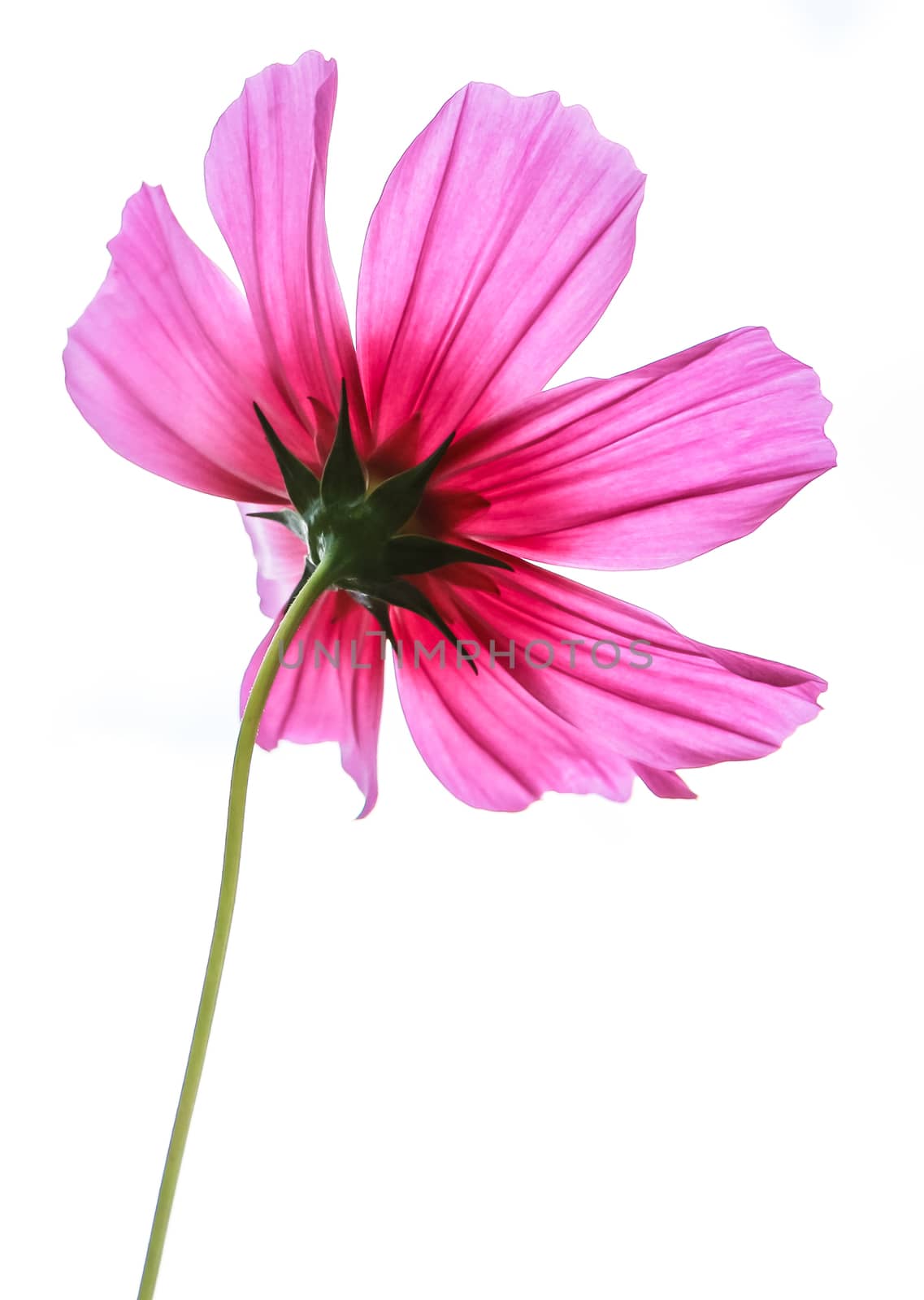 Pink cosmos flower blooming isolated on white background