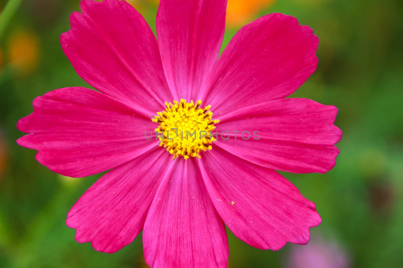 Colorful cosmos flower blooming in the field by simpleBE