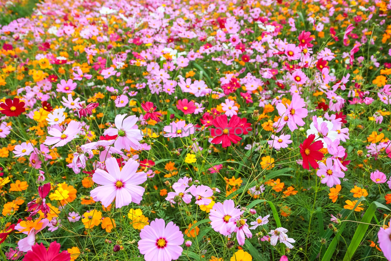 Colorful cosmos flower blooming in the field, Soft focus.