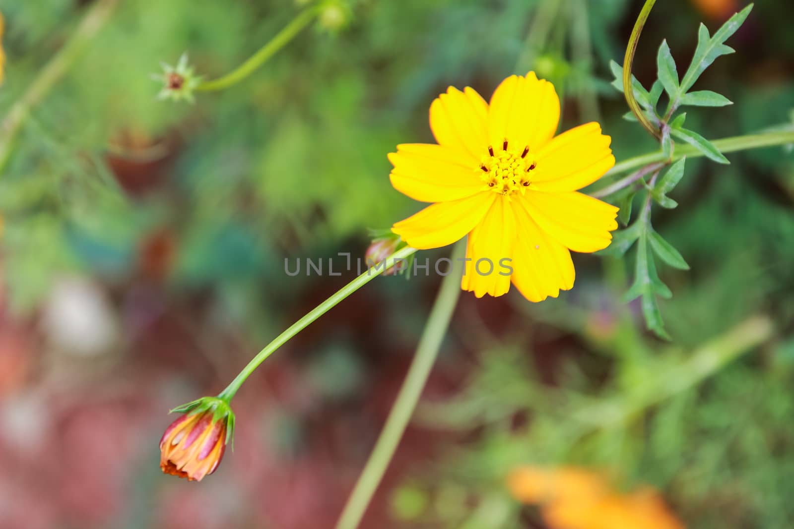 Colorful cosmos flower blooming in the field, Soft focus.