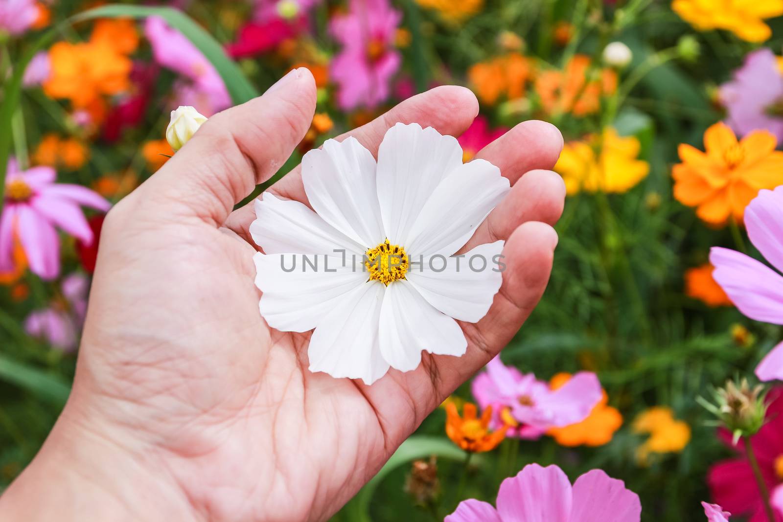 Colorful cosmos flower blooming in the field by simpleBE