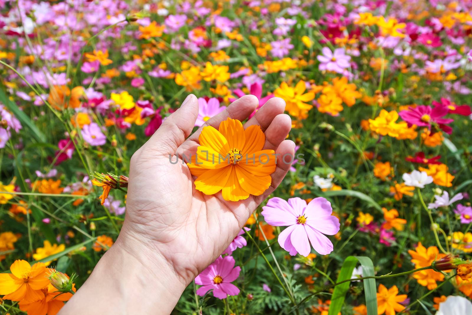 Colorful cosmos flower blooming in the field by simpleBE