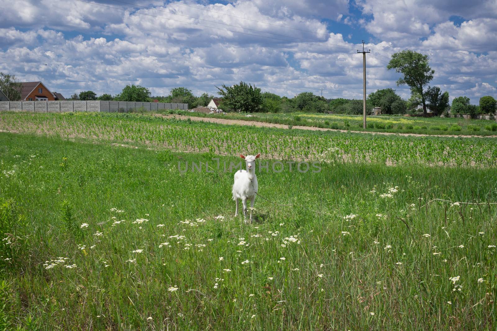 White adult goat grasses on green summer meadow field at village countryside