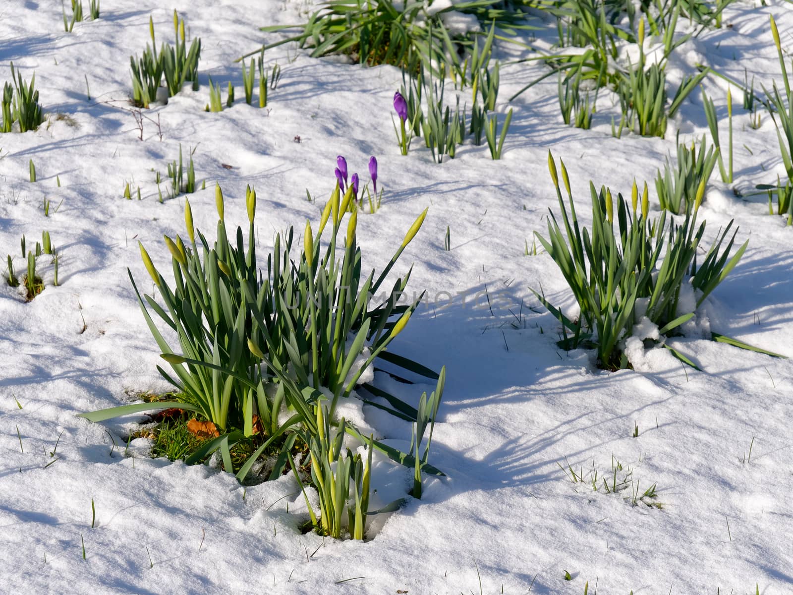 Daffodils in Bud and Crocuses Flowering in the Snow in East Grin by phil_bird