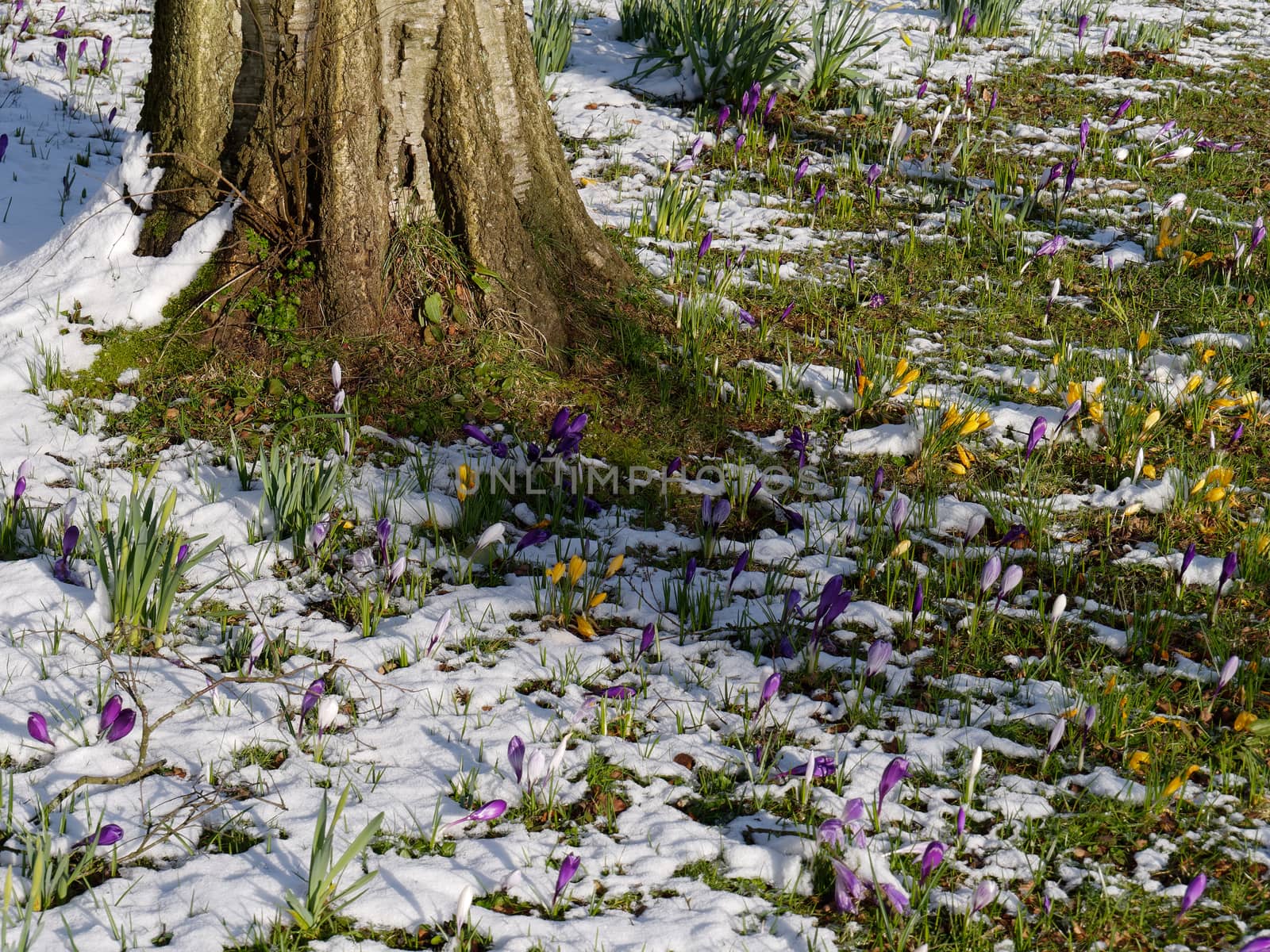 Crocuses Flowering in the Snow in East Grinstead by phil_bird