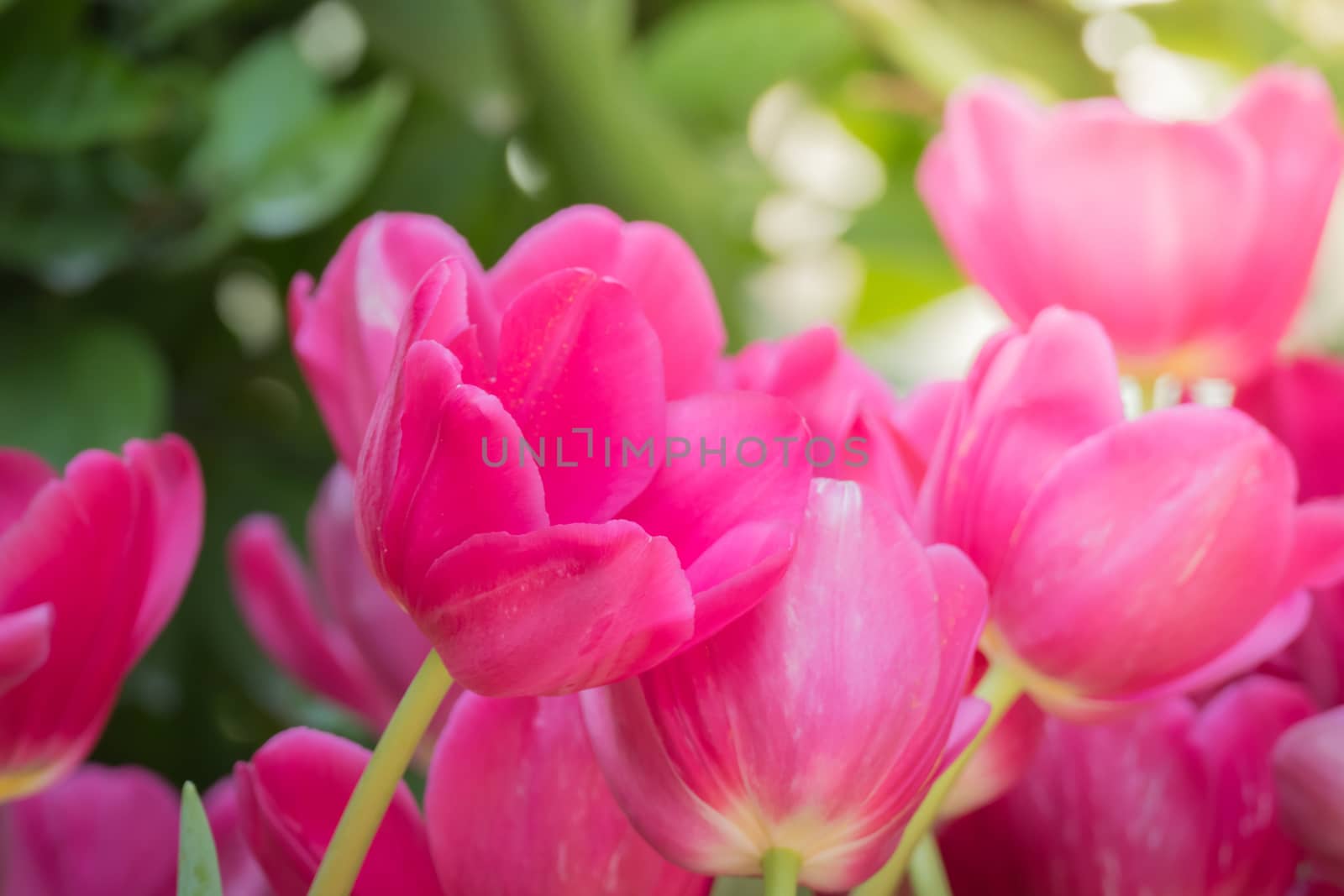 Beautiful bouquet of tulips. colorful tulips. nature background by teerawit