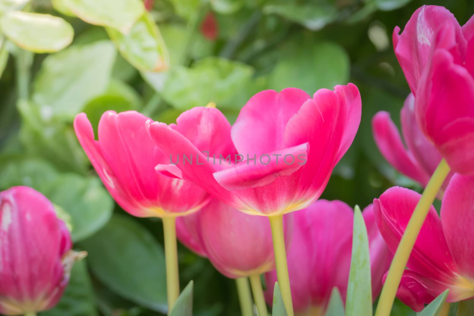 Beautiful bouquet of tulips. colorful tulips. nature background by teerawit