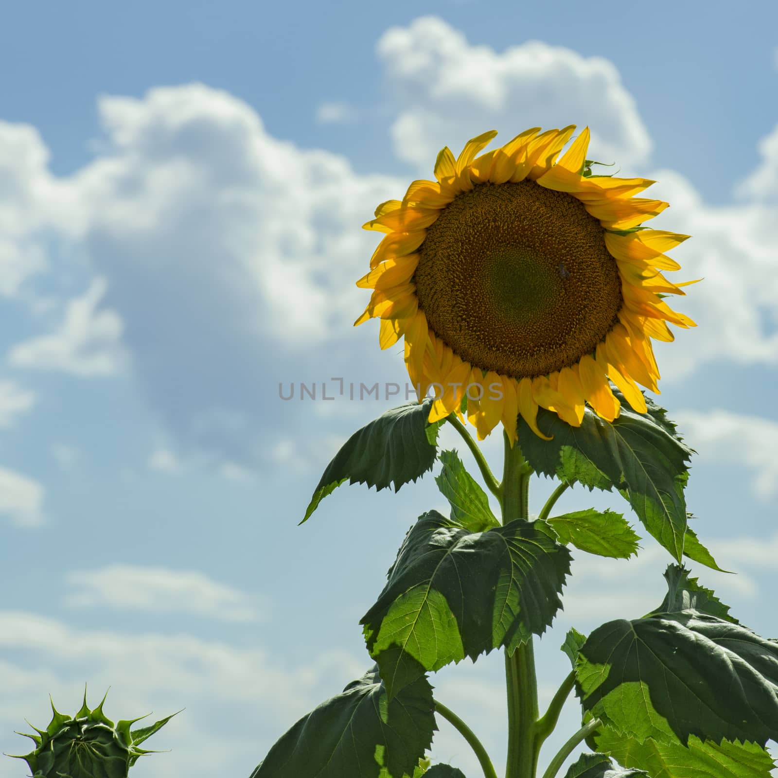 Sunflowers amongst a field in the afternoon in Nobby, Toowoomba Region, Queensland.