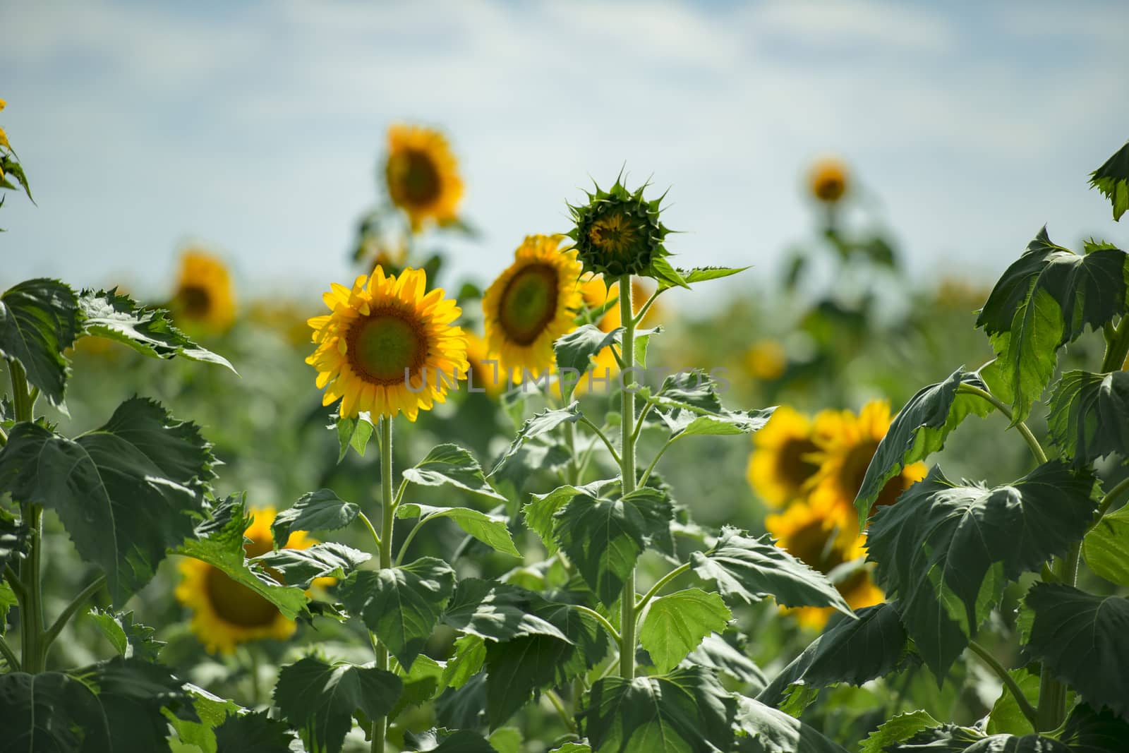 Sunflowers in a field in the afternoon. by artistrobd