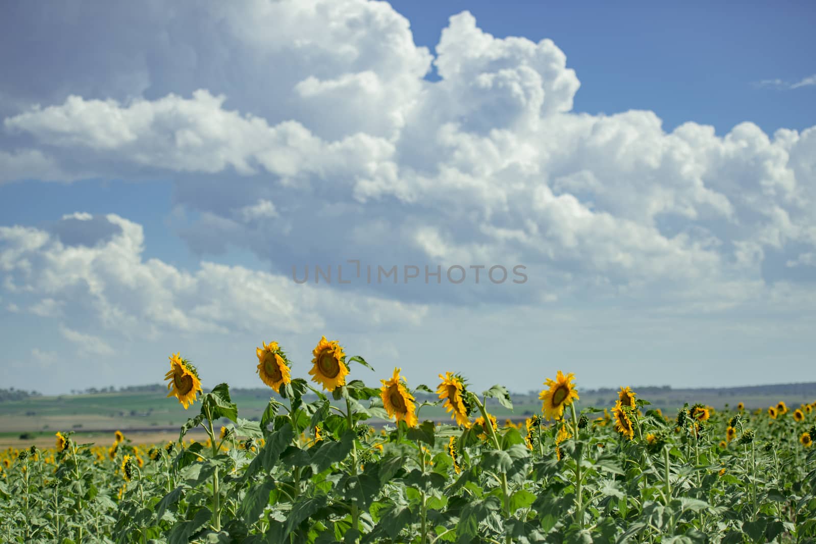 Sunflowers amongst a field in the afternoon in Nobby, Toowoomba Region, Queensland.