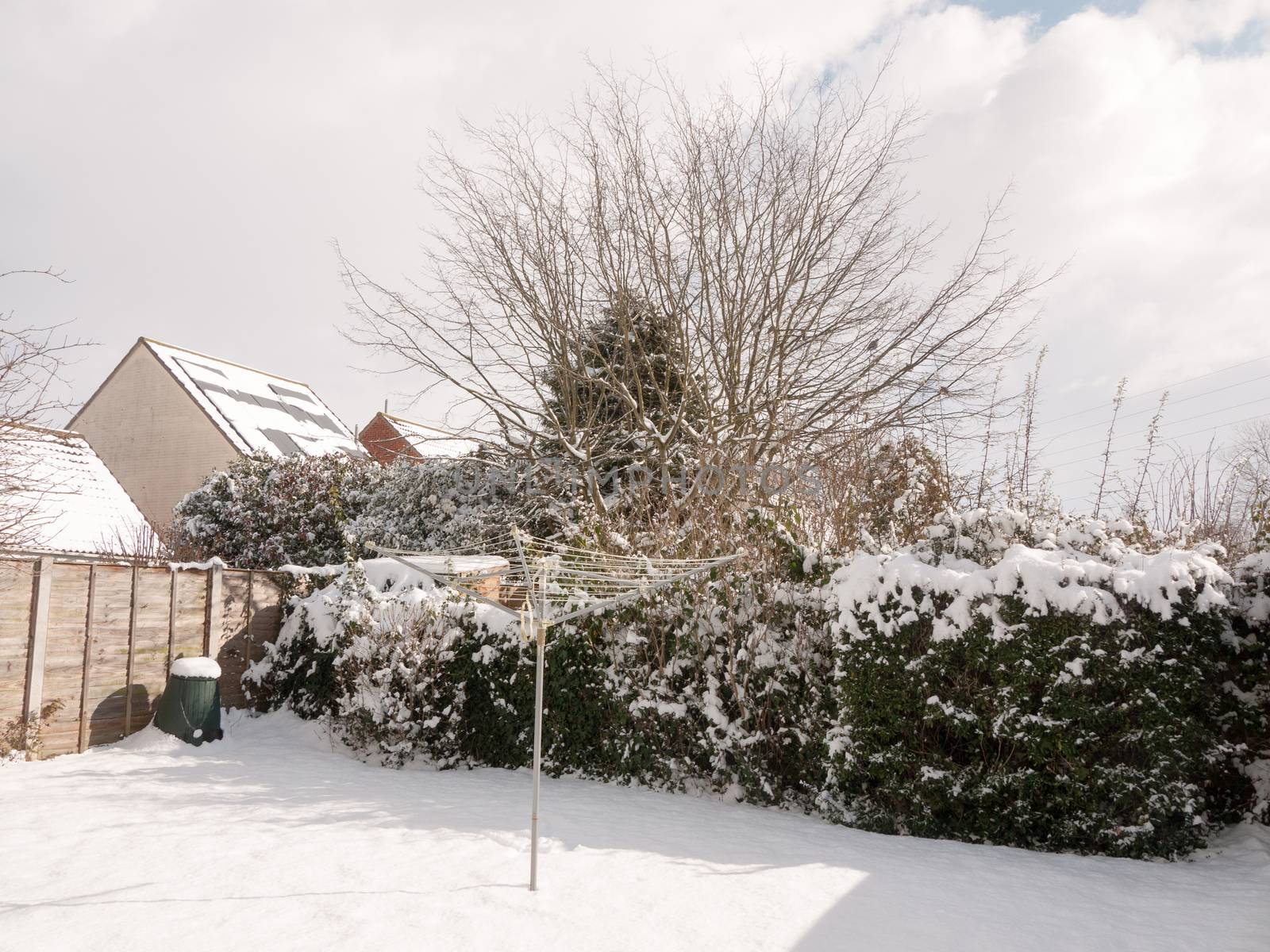 white snow covering back garden hedge tree ; essex; england; uk