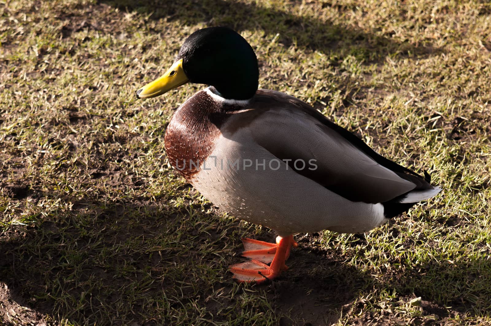 male mallard portrait resting on grass in sun light; essex; england; uk