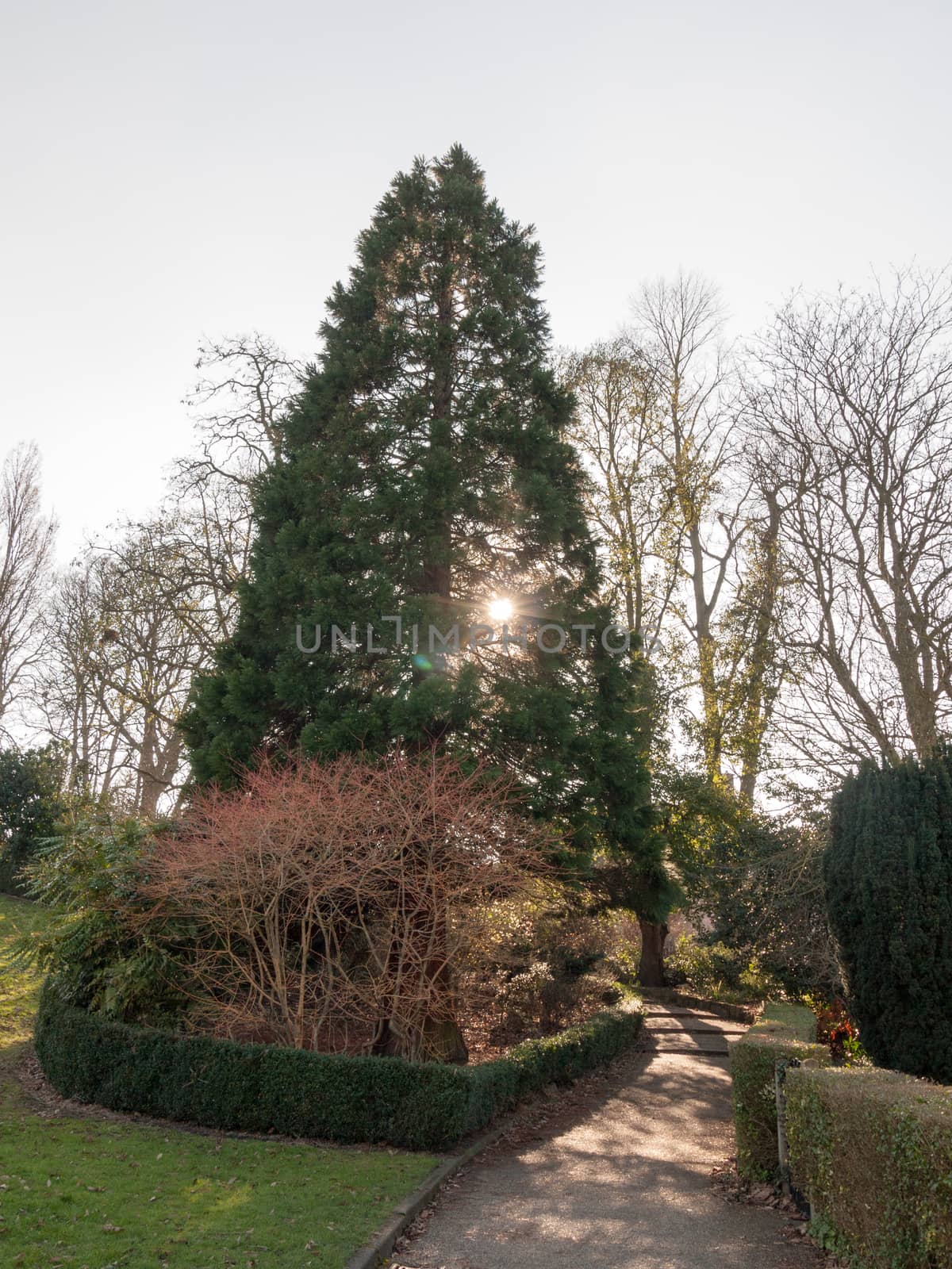 light flare sun though trees in park walkway path by callumrc