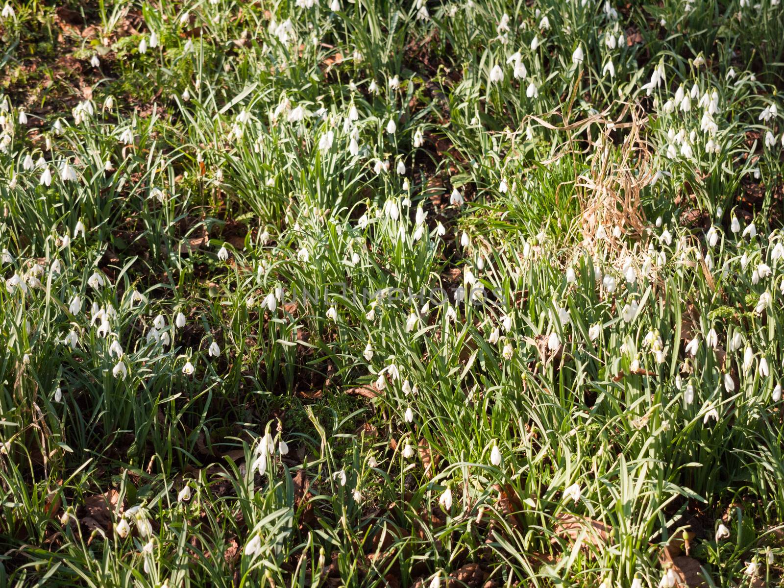 background full of white snow drops on grass of park; essex; england; uk