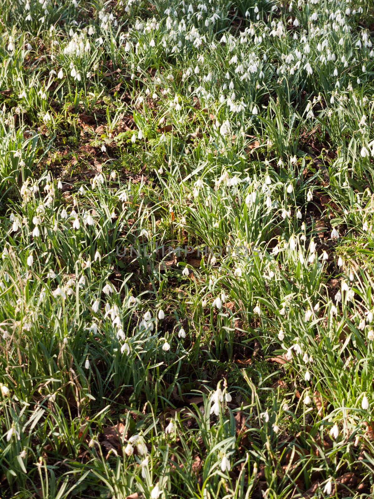 background full of white snow drops on grass of park; essex; england; uk