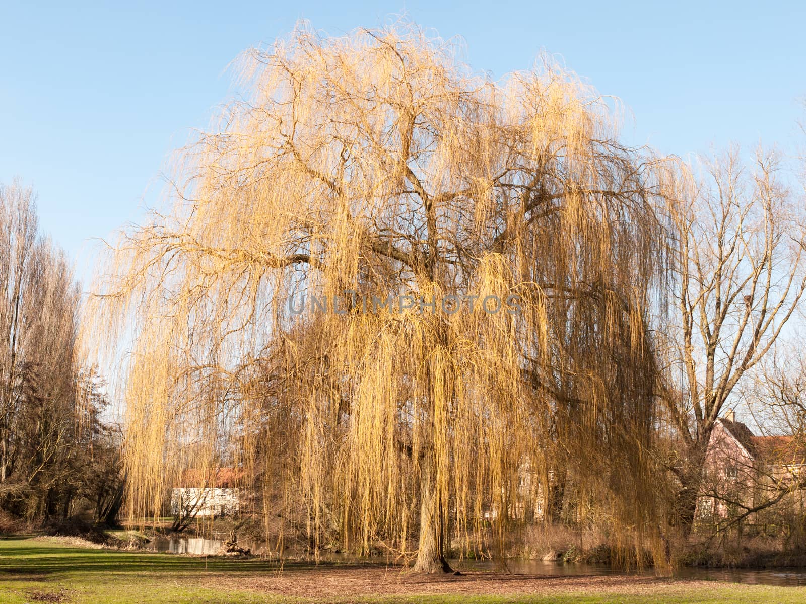 hanging willow tree park early spring time sun light grass landscape; essex; england; uk
