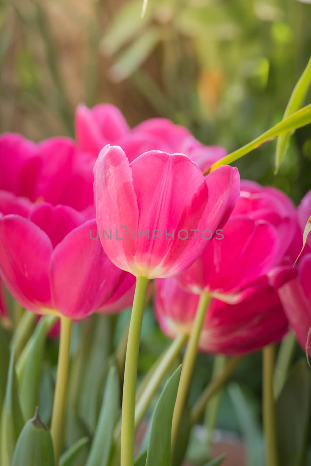 Beautiful bouquet of tulips. colorful tulips. nature background