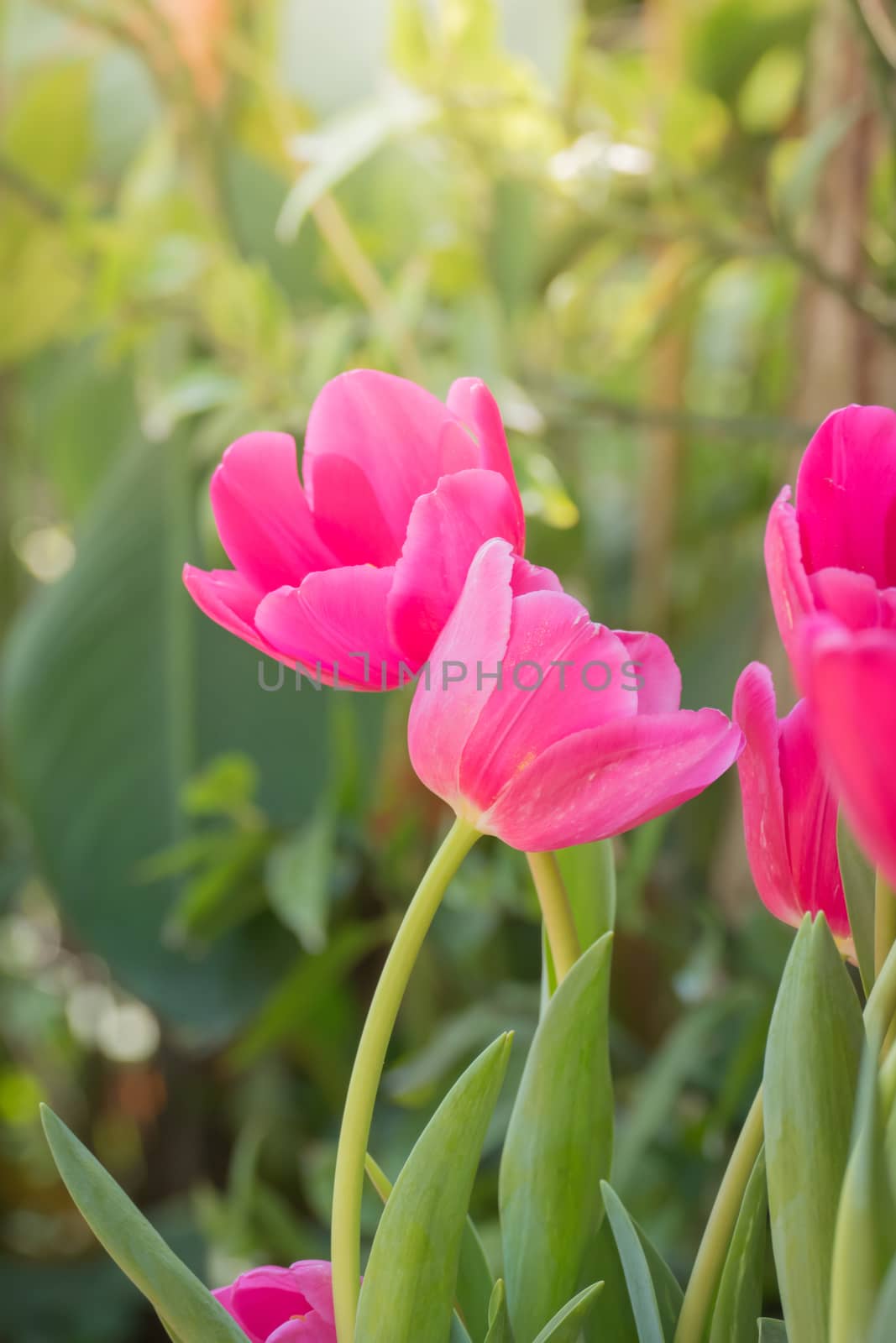 Beautiful bouquet of tulips. colorful tulips. nature background